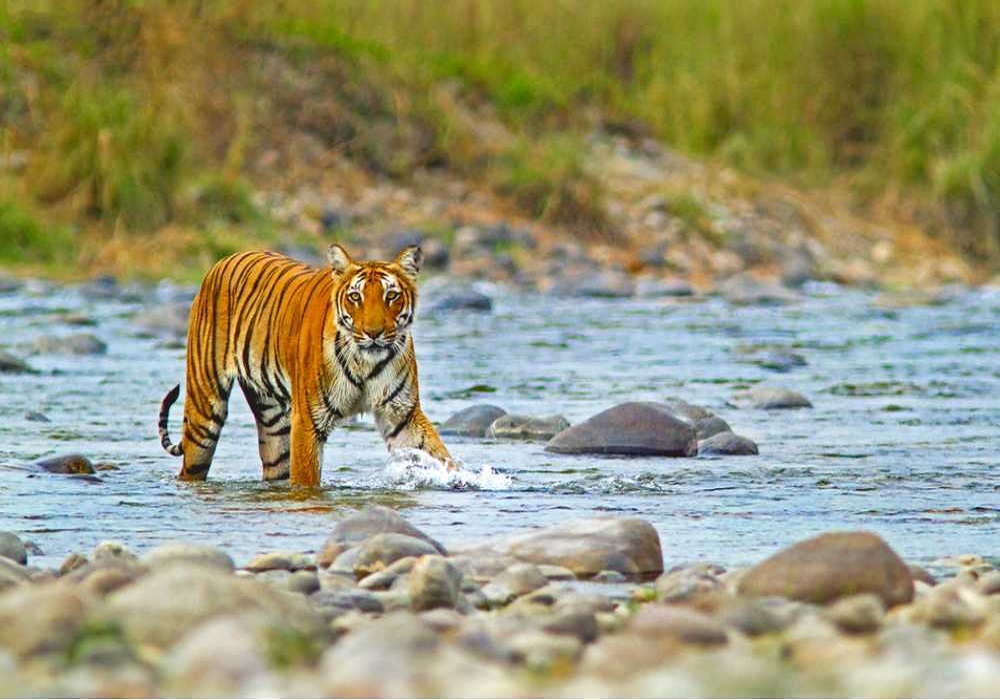 Jim Corbett WildLife