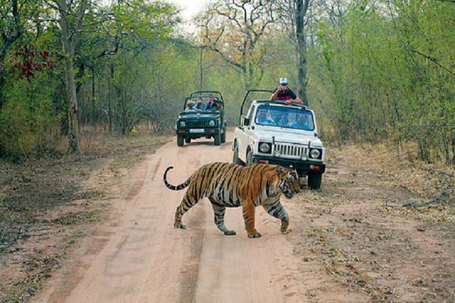 jim corbett safari best time