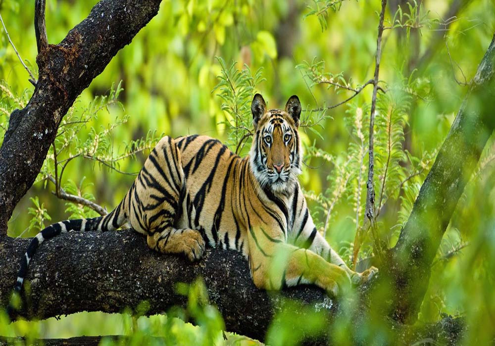 Bandhavgarh Group Tour Packages, Bandhavgarh Group Trip - TrvMe