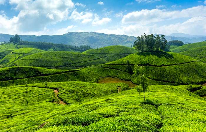 Kerala Tour with Munnar Alleppey, Munnar Kerala Alleppey Tours - TrvMe